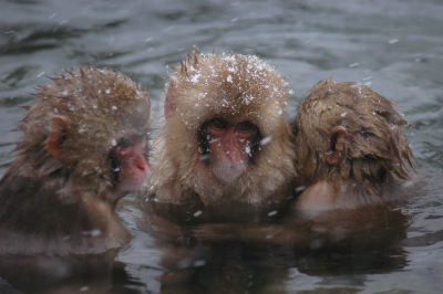 The World of Snow Monkeys (40min by Car~20min on foot)